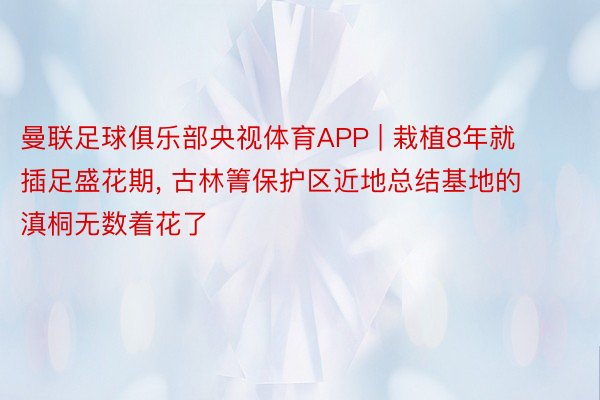 曼联足球俱乐部央视体育APP | 栽植8年就插足盛花期, 古林箐保护区近地总结基地的滇桐无数着花了